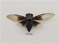 藏品(台灣熊蟬)的圖片